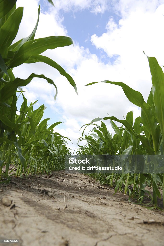 Épi de maïs tilted vue - Photo de Agriculture libre de droits