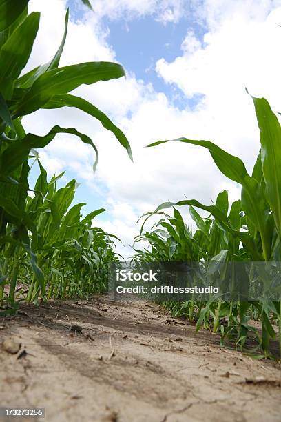 Pannocchia Arrostita Inclinato Vista - Fotografie stock e altre immagini di Agricoltura - Agricoltura, Alimentazione sana, Ambientazione esterna