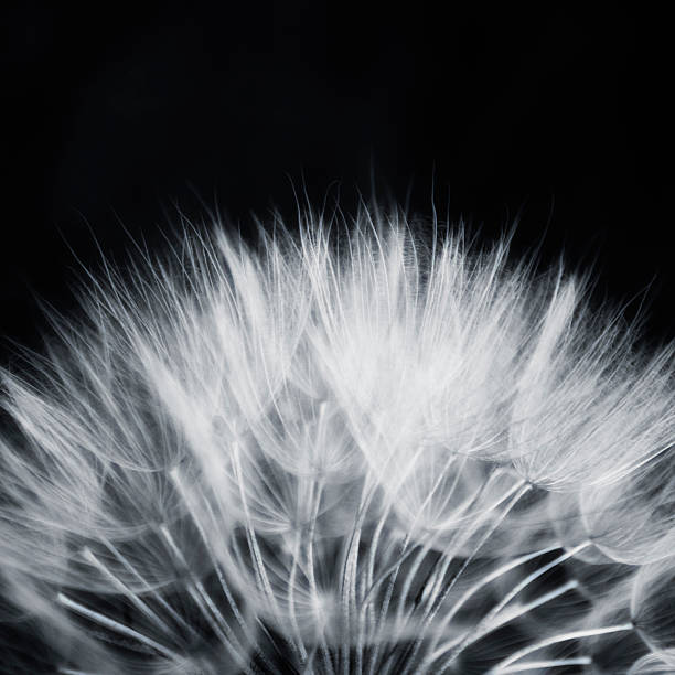 istock Black and white abstract dandelion flower 173273260