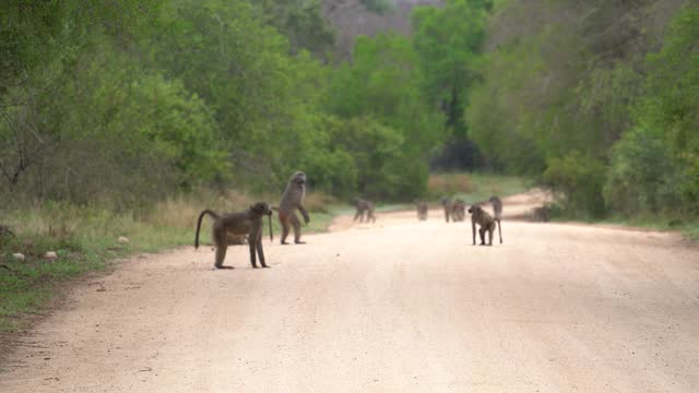 A small congress of Cape Baboon plays on a dirt road, Kruger National Park, South Africa, Papio ursinus