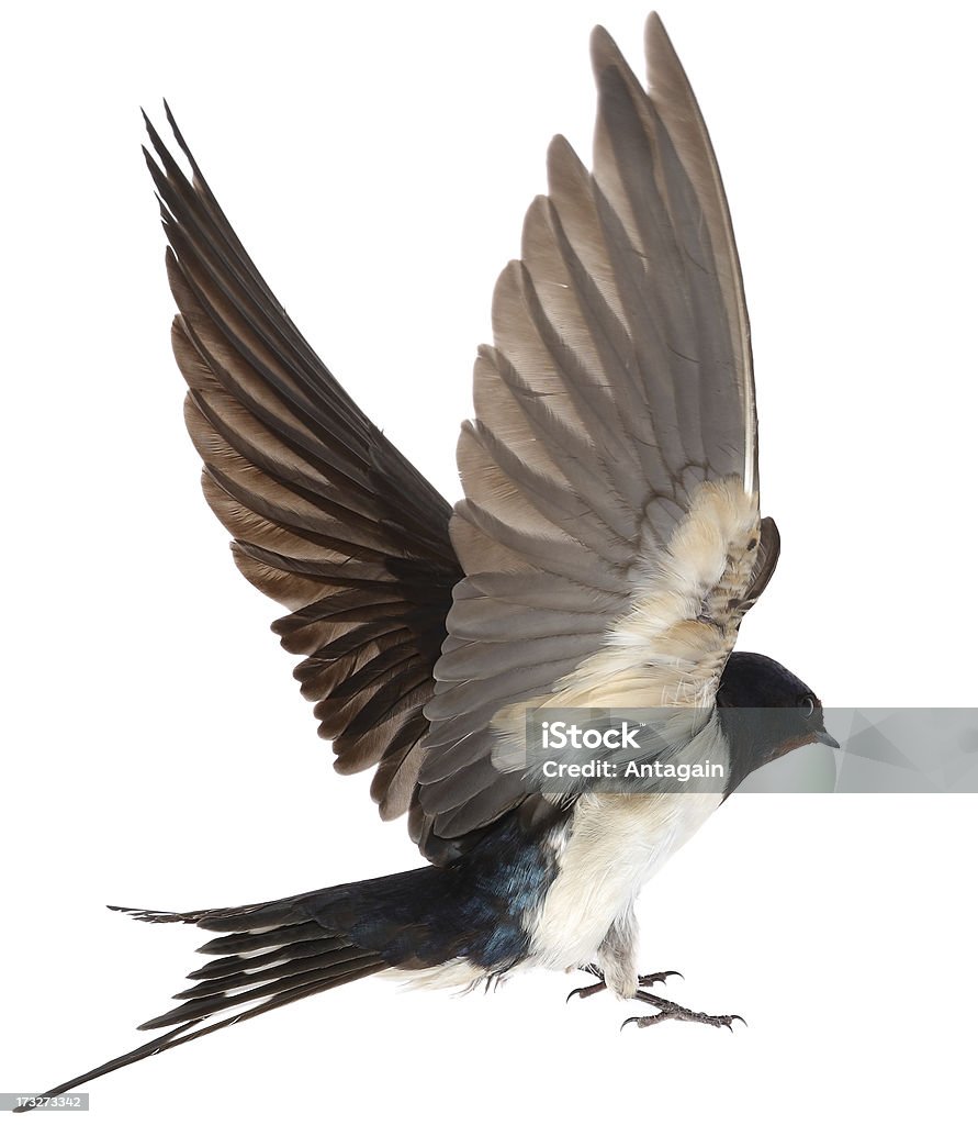 Swallow - Foto de stock de Andorinha royalty-free