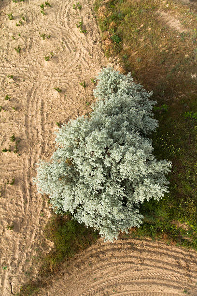 istock Top View of a Tree and Field 173273481