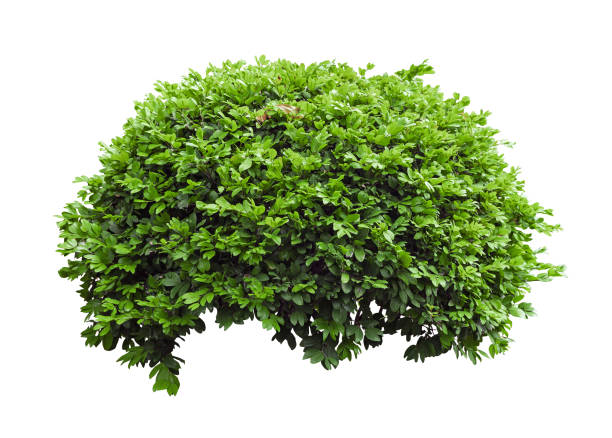istock Tropical plant flower bush shrub tree isolated on white background with clipping path. 1732737396