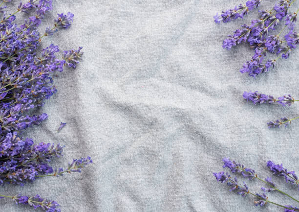istock Fresh lavender flowers on a fabric background. 1732745298