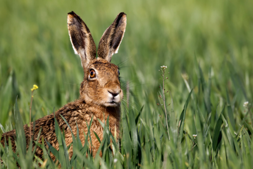 Brown hare, Lepus europaeus, head shot of single mammal in grass, Midlands, April, 2011