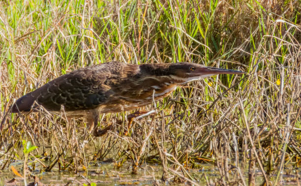 istock Black Bittern in Queensland Australia 1732750423