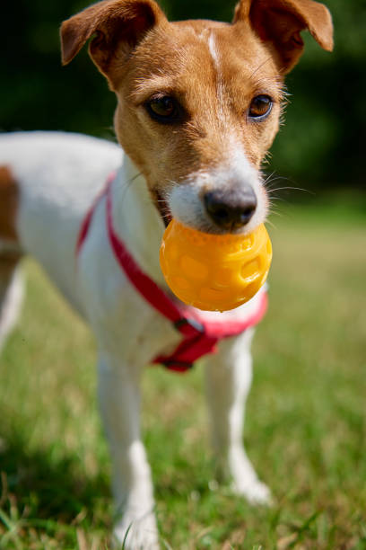 istock Active dog playing with toy ball at summer day 1732753196