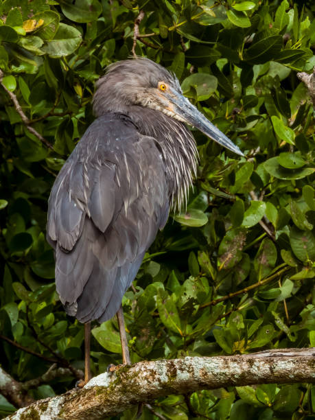 istock Great-billed Heron in Queensland Australia 1732763832