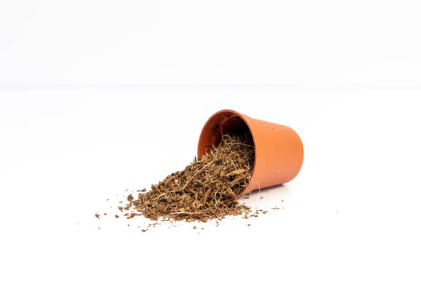 istock Coco peat in a small plastic pot isolated on white background 1732765516