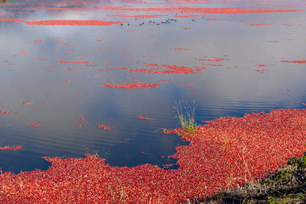 istock Cranberry Harvest Season 1732767132