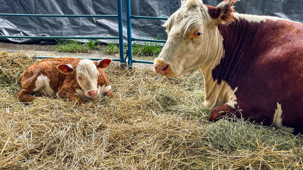 istock Cow and calf in a pen 1732767682