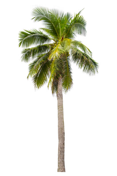 istock Coconut palm tree isolated against white background, Saved clipping path. 1732789551
