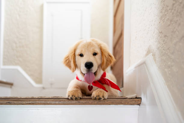istock Cute puppy at home 1732795358