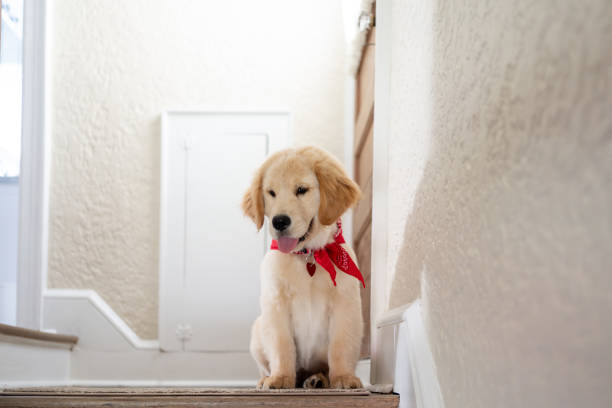 istock Cute puppy at home 1732796505
