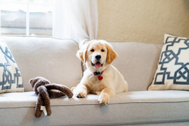 istock Cute puppy at home 1732796631