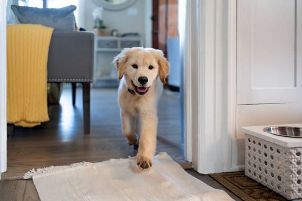 istock Cute puppy at home 1732797077