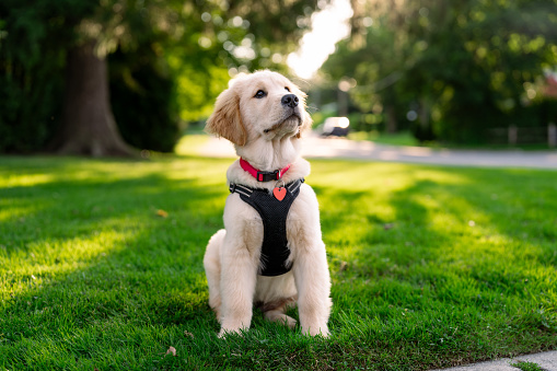 Portrait of an 11 week old black Labrador relaxing on the grass