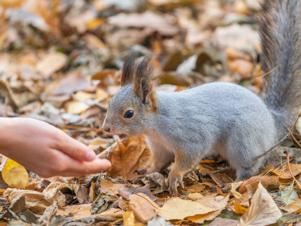 istock Girl feeds a squirrel with nuts in an autumn park. 1732812533