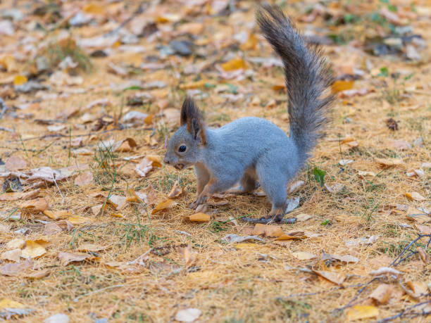 istock Autumn squirrel with nut sits on green grass with fallen yellow leaves 1732813076