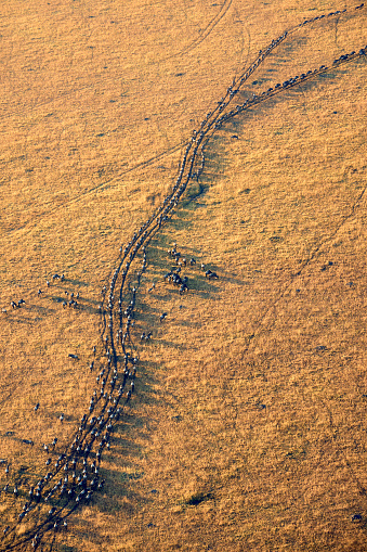 Herd of wildebeest migrating in Masai Mara, Kenya.