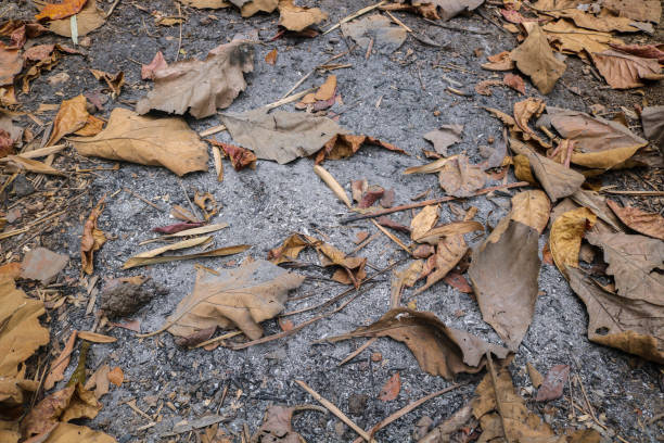 istock Dry teak leaves fall on fire ashes, aesthetic teak leaf fall, autumn in September 1732829460