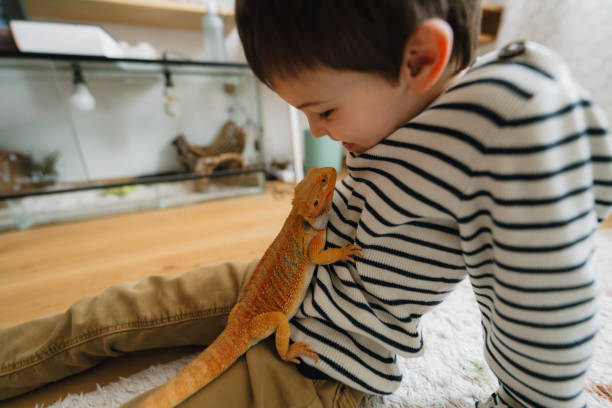istock Little boy and his pet lizard 1732830548