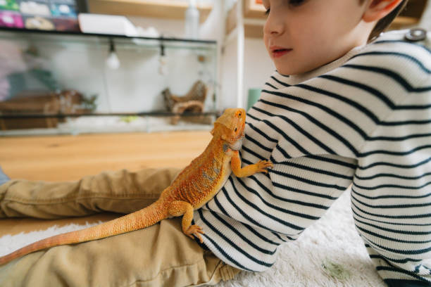 istock Little boy and his pet lizard 1732830552