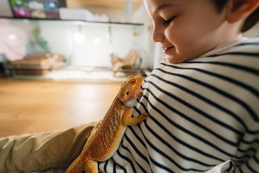 Photo of young boy playing with his pet - red bearded Agama iguana