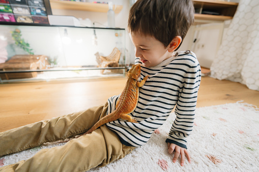 Photo of young boy playing with his pet - red bearded Agama iguana