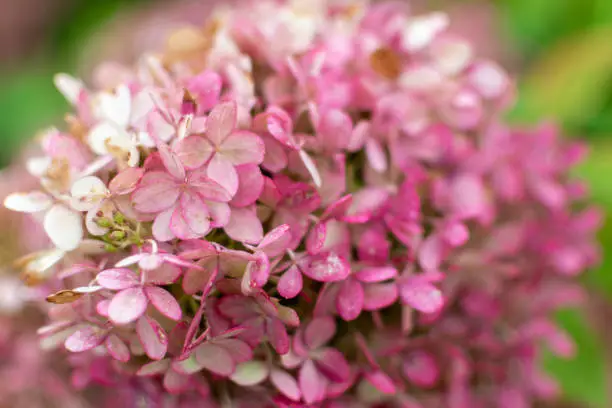 Close-up of flowers. Background with flower and bokeh effect, beautiful floral background with green and pink,Hydrangea macrophylla closeup