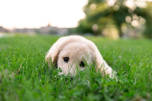 Cute puppy outdoors on the grass