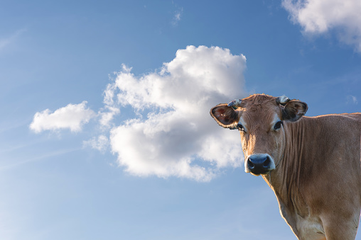 Sweet cow, black and white cute looking, in front of a blue sky and white cloud