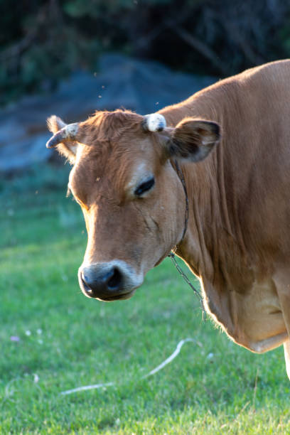 istock agriculture: aubrac cow in pasture 1732834272