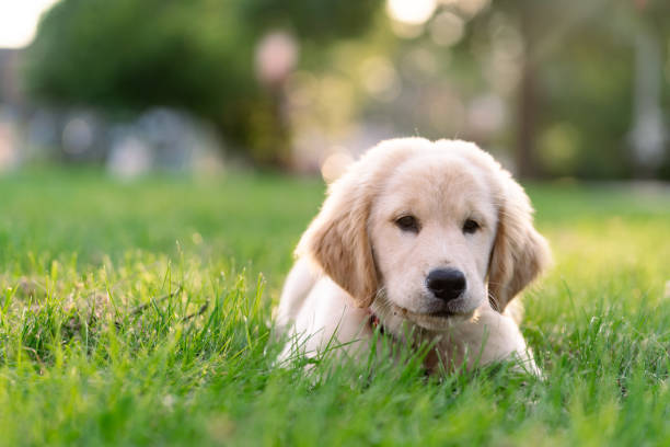 istock Cute puppy outdoors on the grass 1732855209