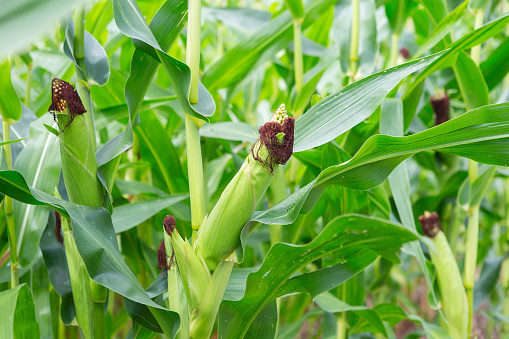 Stems of corn with fresh verdant leaves cultivated in agricultural field of countryside. Corn cobs in corn plantation field