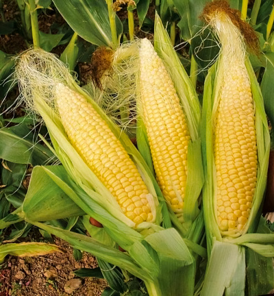 There are 3 pieces of raw corn on the ground