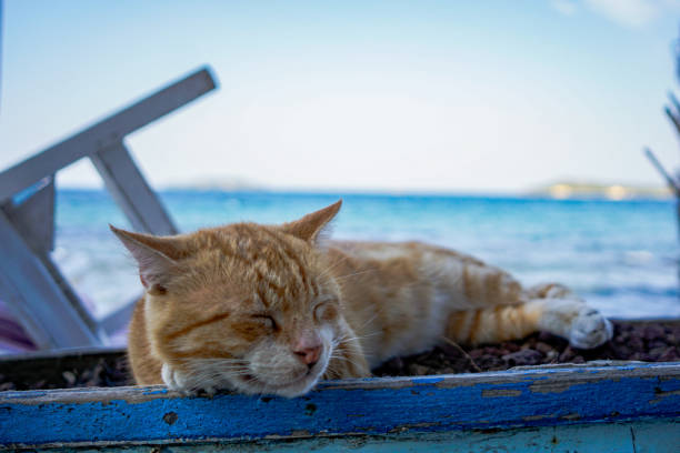 istock cat sleeping on flower pot by the sea 1732898018