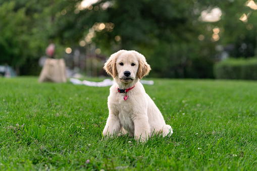 Golden retriever puppies standing inside wooden box