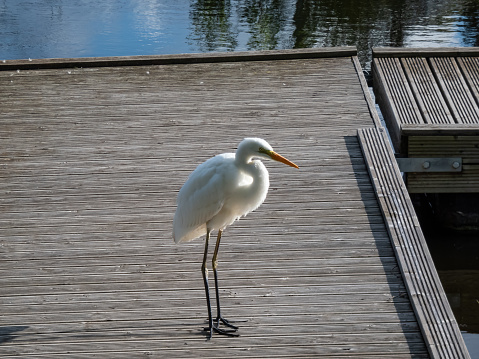 Great or common egret (Ardea alba) with pure white plumage, long neck and yellow bill standing on a wooden platform in a pond outdoors