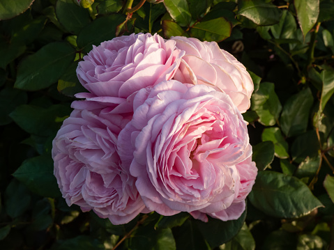 The close-up shot of English Shrub Rose 'Queen of Sweden' flowering with wide upward-facing flowers that begins as soft-apricot pink changing to pure, soft pink in park in summer