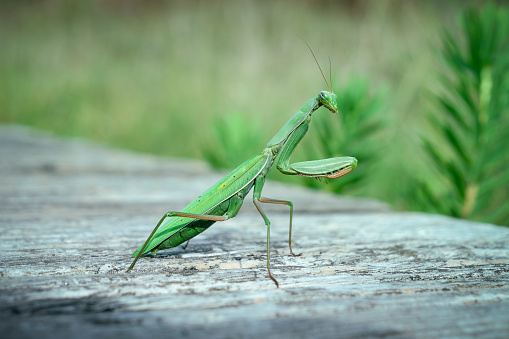 A praying mantis from the front.