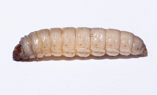 A close-up of a Galleria mellonella wax moth used in a biological study at a laboratory