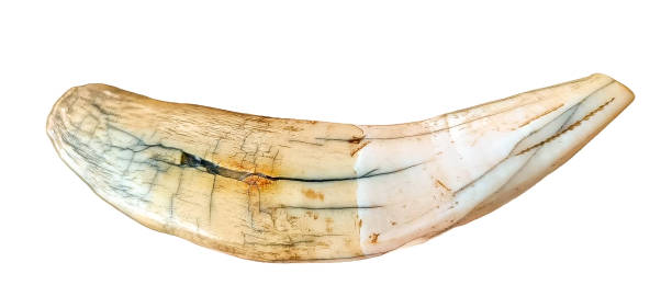 Buffalo skull and horn. The horn is made up of an interior portion of bone, an extension of the skull, and is covered by an exterior sheath grown by specialized hair follicles, similar to human fingernails, keratin.