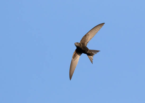 istock Common swift, Apus apus. A bird flies against a blue sky 1732999676