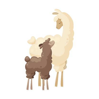 Cute llama family, curly llama mom with baby. Animal parent and its baby. Vector illustration, poster design, decorative illustration, baby and mother, mothers day, baby shower cards, happy alpacas