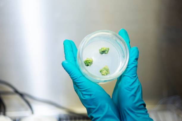 istock Plant Tissue Culture at the laboratory 1733032484