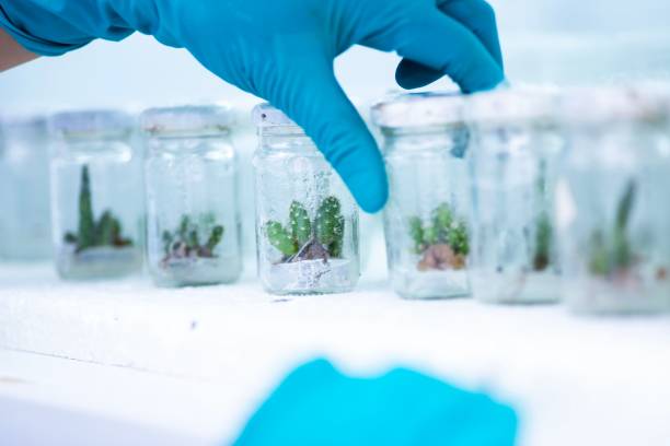 istock Plant Tissue Culture at the laboratory 1733033028