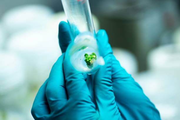 istock Plant Tissue Culture at the laboratory 1733033036
