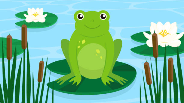 녹색 개구리가 수련에 앉아 있다. 벡터 그림입니다. - frog jumping pond water lily stock illustrations