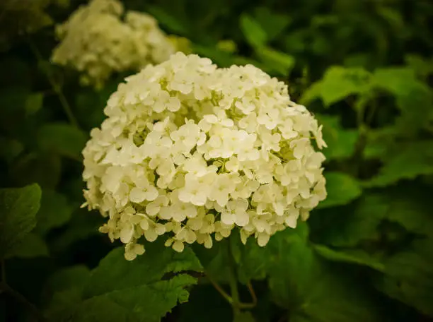 Hydrangea flowers at spring park in summer day.